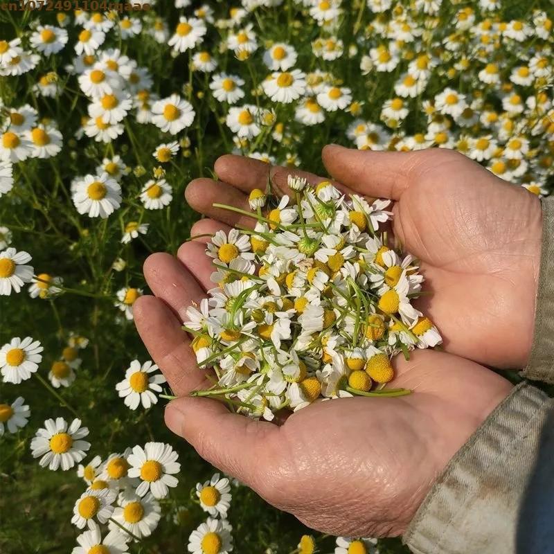 Premium Doğal Kurutulmuş Papat - Chamomile Tea incelemesi ve fiyatı