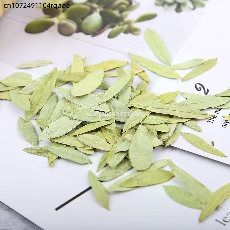 Premium Organik Sinameki Yapra - Dried Herbs incelemesi ve fiyatı